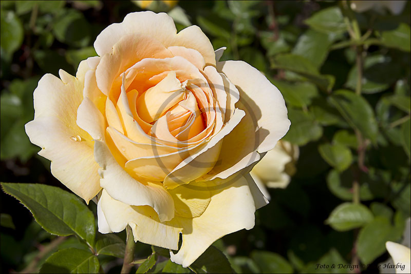 Bodensee-Mainau