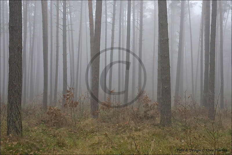 Novemberwald
