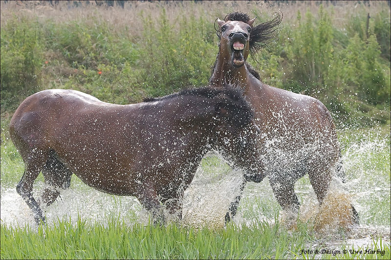 Isländer Sommerweide