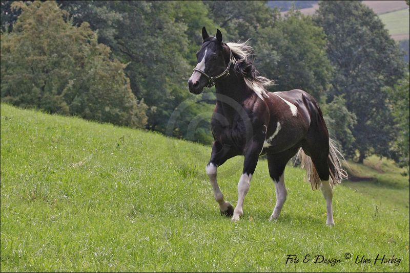 Paint Horses