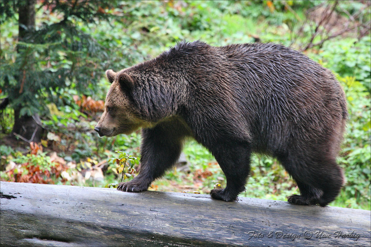 Braunb&auml;r
