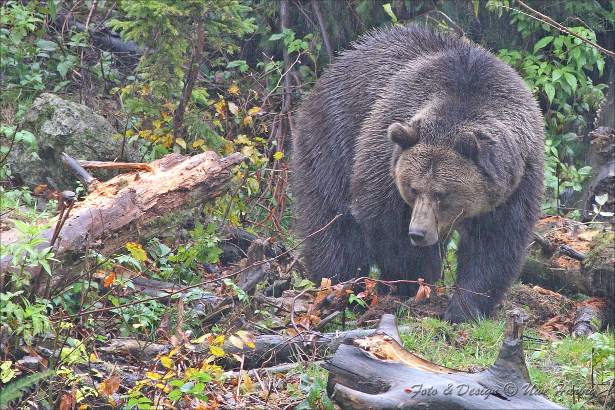 Braunb&auml;r
