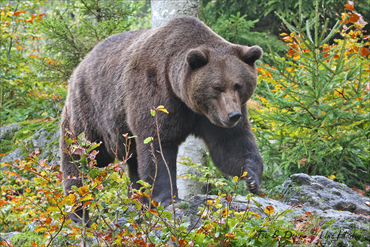 Bär