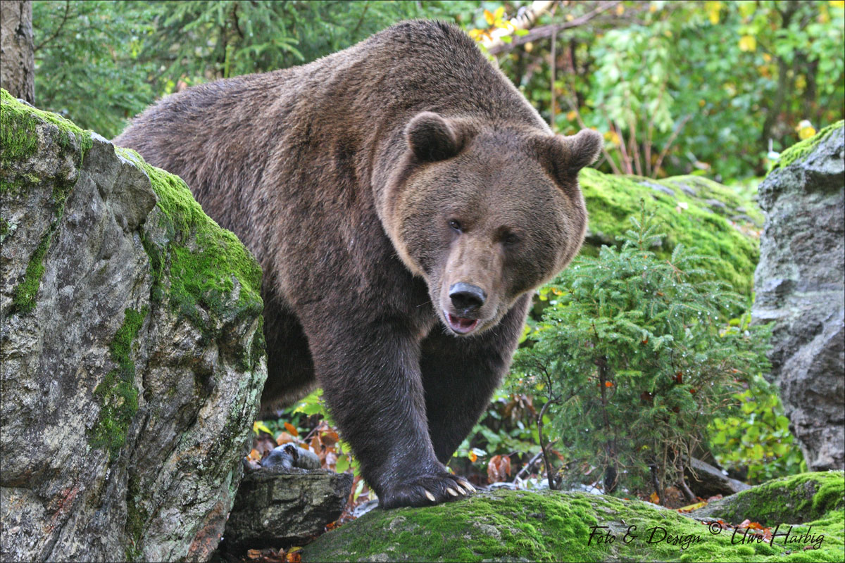 Braunb&auml;r