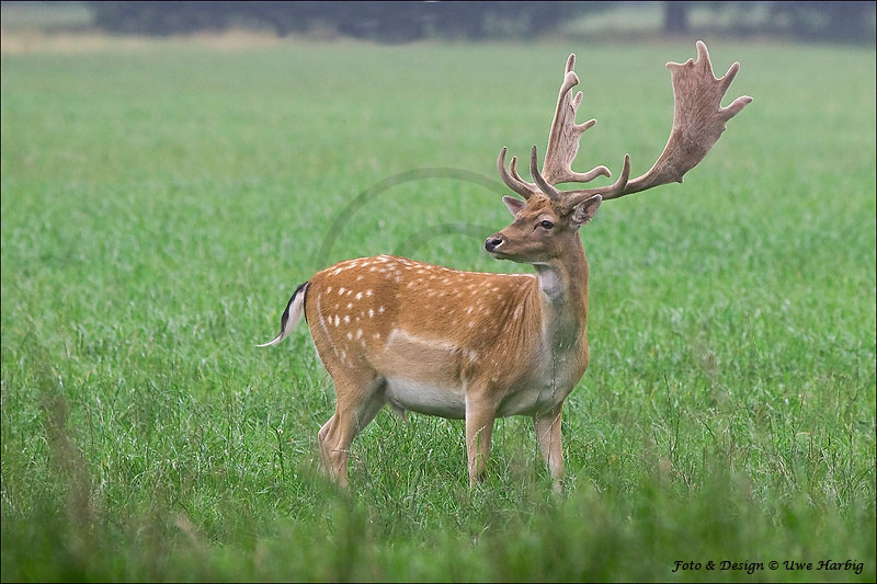 Damwild