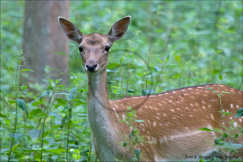 Damwild