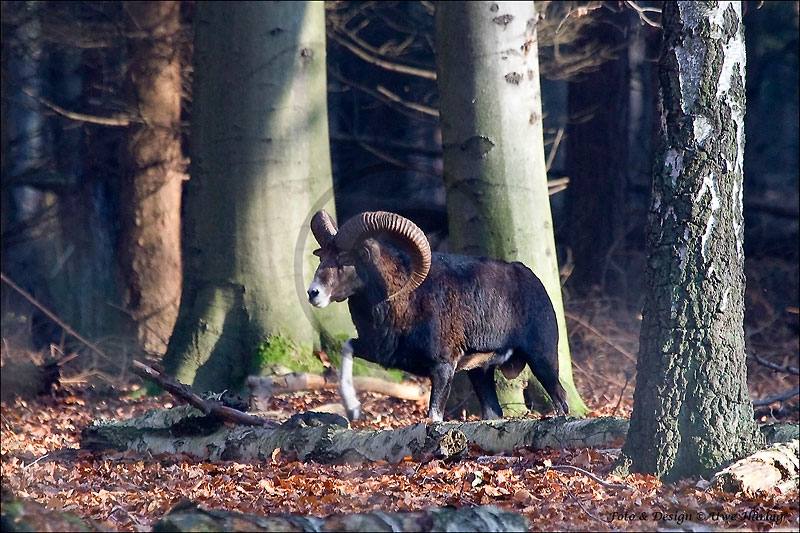 Muffelwild