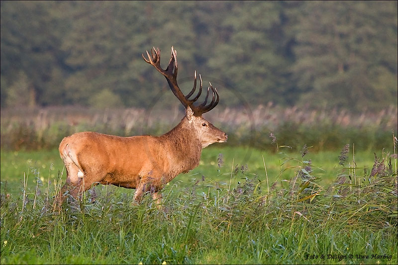 Rotwild