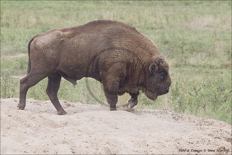 Schwarzwild