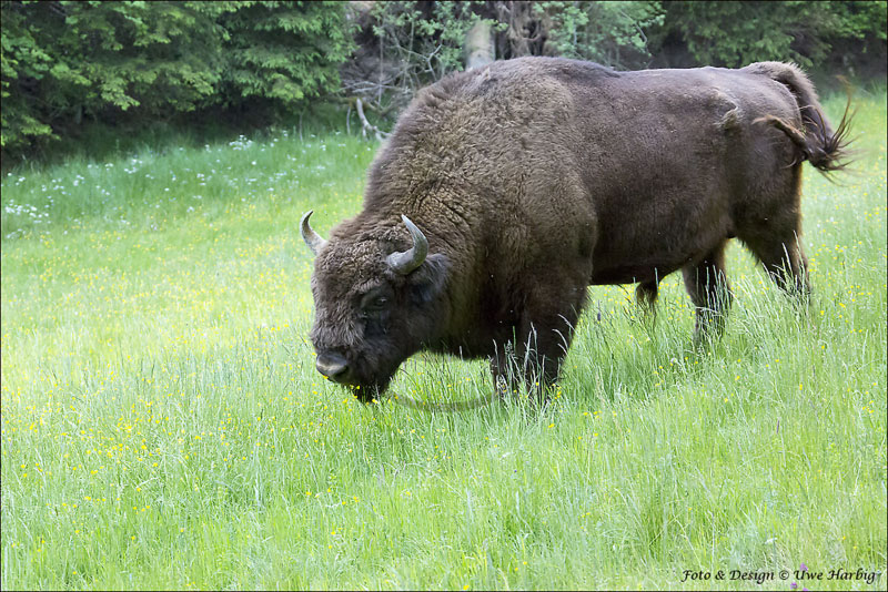 Schwarzwild
