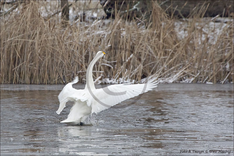 Schwäne