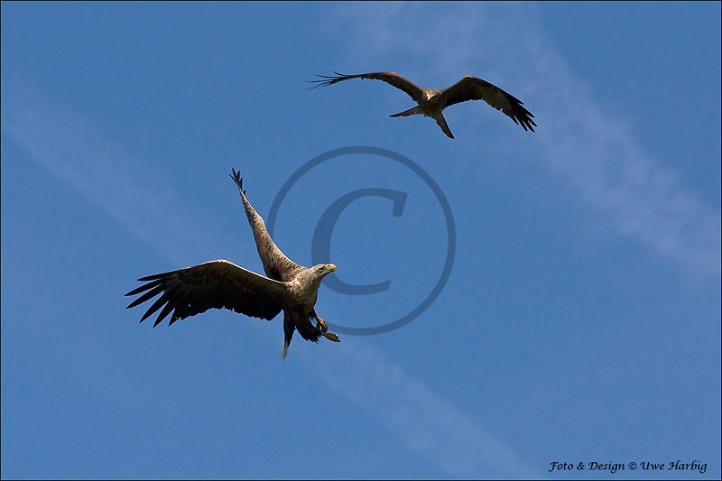 Seeadler
