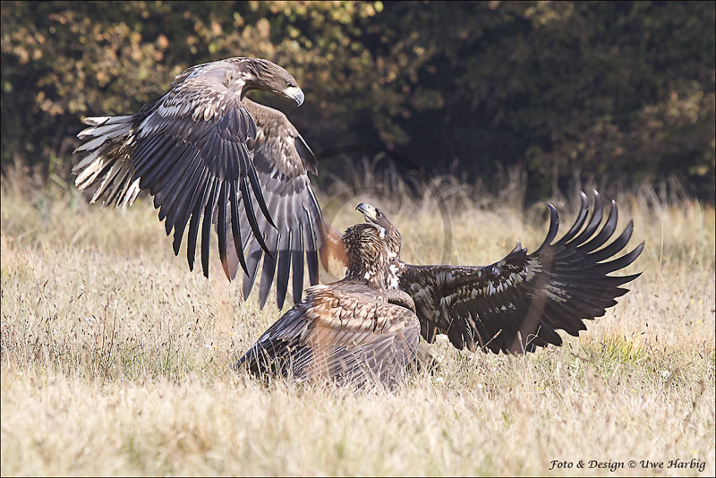 Seeadler