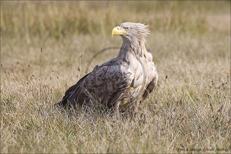 Seeadler